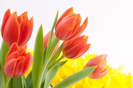 shallow focus photography of red tulip flowers thumbnail