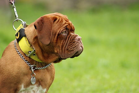 selective focus photography of brown dog thumbnail