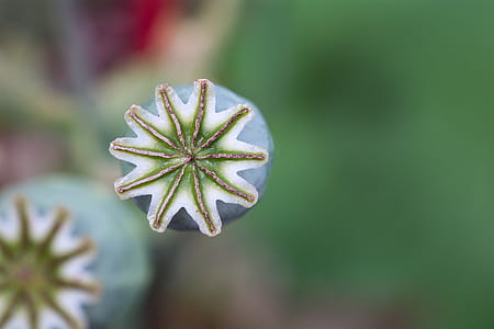 Shallow Focus of Opium Flower thumbnail