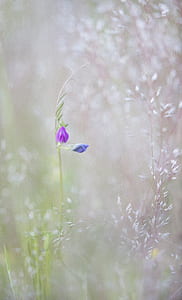 purple petaled flowers in selective focus photography thumbnail