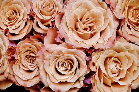 beige petaled flowers thumbnail