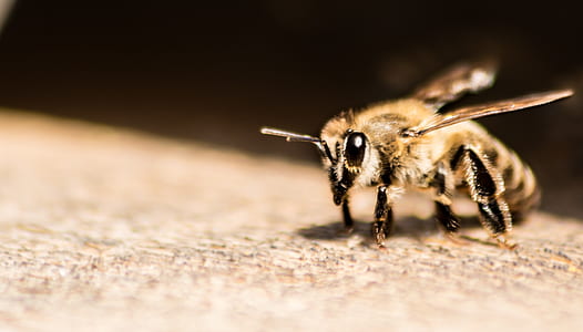 animal, blur, bee, insect thumbnail