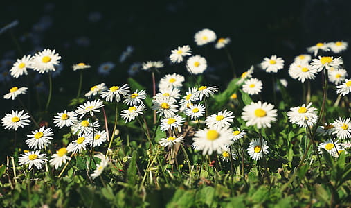Close-Up Photo of Chamomile thumbnail