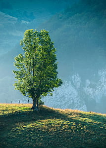 dawn, landscape, nature, summer thumbnail