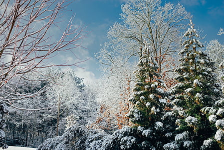 pine trees with snows thumbnail