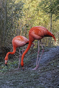 two flamingos thumbnail