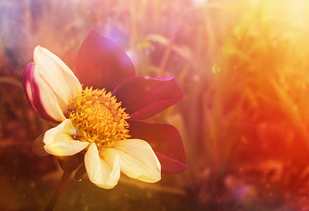 selective photography of red and white petaled flowers thumbnail