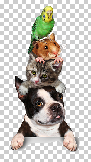 Cat Pet sitting Hamster Dog Kitten, animal PNG clipart