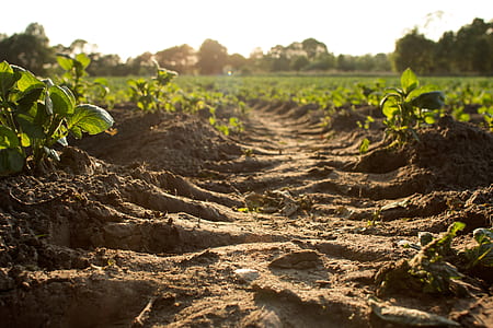empty pathway between plants thumbnail