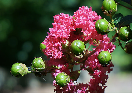 Crepe Myrtle With Seed Pods thumbnail