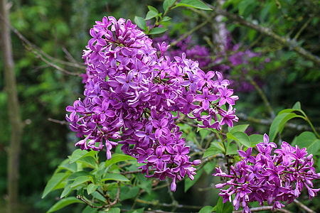 purple hydrangeas flowers thumbnail