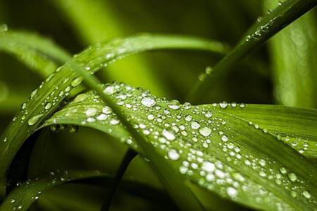 shallow focus photography of green plants with dewdrops thumbnail