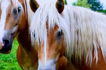 shallow focus photography of brown and white horse thumbnail