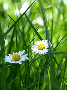 Yellow and White Flower Surrounded by Green Grass thumbnail