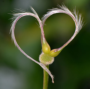 white and green plant thumbnail