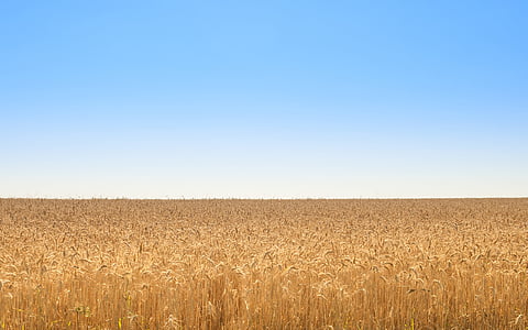 green field under blue sky photography during daytime thumbnail