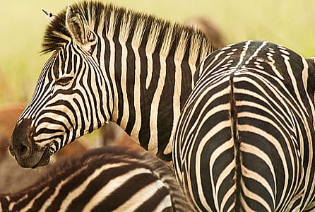 selective focus photography of zebra thumbnail