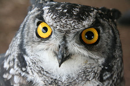 selective focus photography of gray owl thumbnail