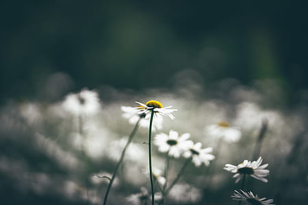 white flowers photography thumbnail