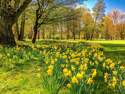 yellow flowers thumbnail