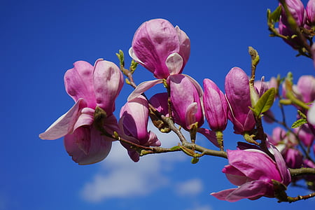 shallow focus photography of pink flowers thumbnail