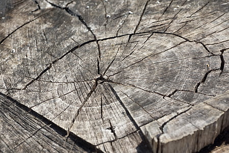 gray tree log thumbnail