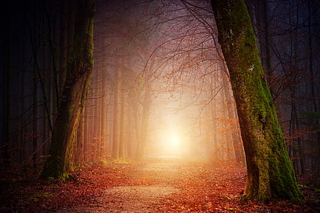 trees and leaves art thumbnail