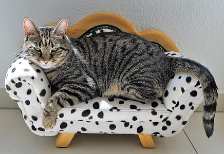 gray tabby cat on white-and-black fabric sofa chair thumbnail