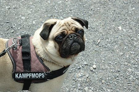 adult fawn pug thumbnail