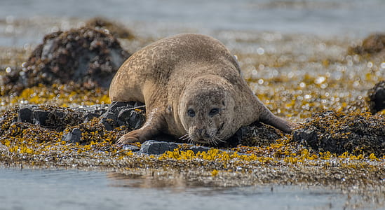 brown animal near body of water thumbnail