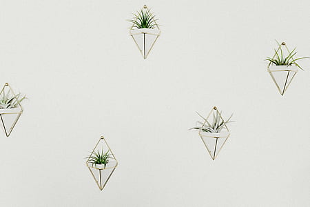 green spider plants in white flower pots on wall thumbnail