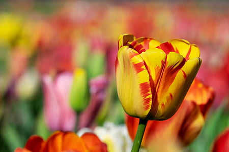 yellow and red tulip flower thumbnail