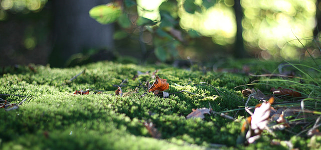 selective focus photograph of dried leaf on grass thumbnail