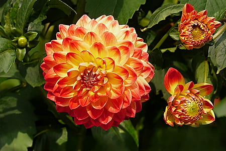 red and orange petaled flowers at daytime thumbnail