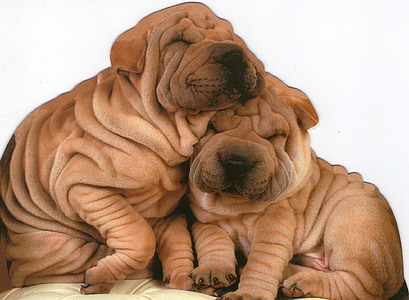 two short-coated brown dogs thumbnail