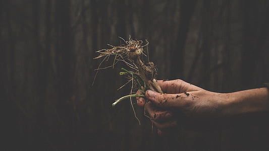 person holding plant roots thumbnail