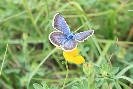 gray butterfly thumbnail