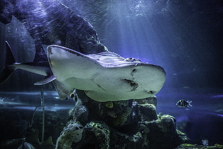 gray stingray under body of water near rock formation thumbnail