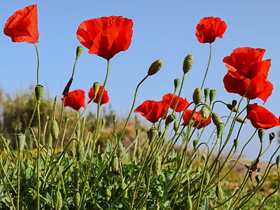 red poppies under blue sky thumbnail