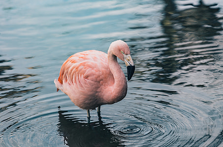 pink flamingo in body of water thumbnail