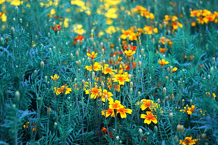 yellow-and-red marigold flower field thumbnail