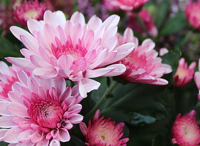 shallow focus photo of pink flowers thumbnail
