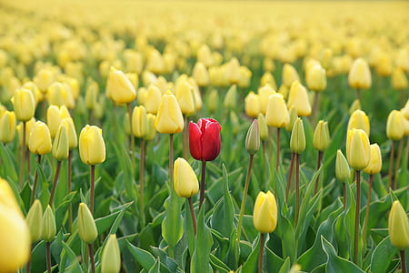 red and yellow tulip flower field during daytime thumbnail
