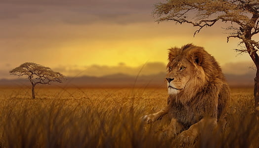 lion lying on brown grass field near trees thumbnail