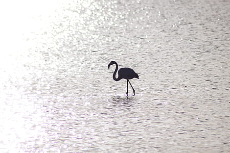 silhouette of flamingo on body of water thumbnail