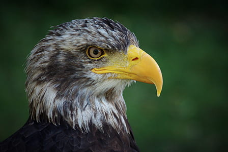 selective focus photography of eagle thumbnail