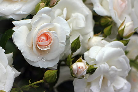 close up photo of white roses thumbnail