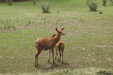 nature, field, cute, grass thumbnail