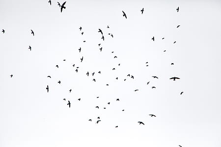 low angle photo of silhouette of flock of birds flying under the clouds thumbnail