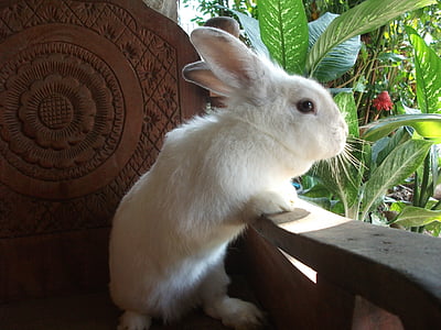 white rabbit leaning on wooden armchair thumbnail